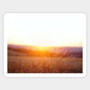 Sunset in the field Sticker